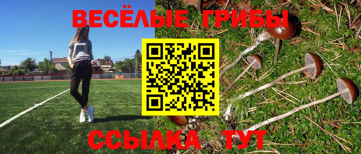 Псилоцибиновые грибы Psilocybe Каменск-Шахтинский